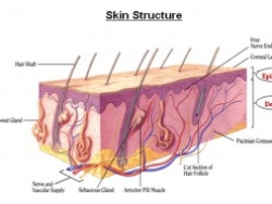 皮肤的结构-表皮