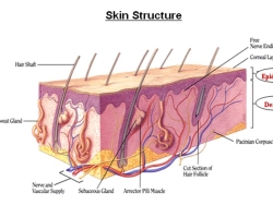 化妆品成分能渗透进皮肤起作用吗？