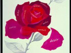 兰蔻 浪漫的法国玫瑰